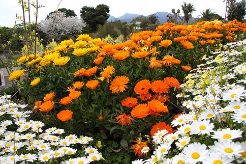 伊豆四季の花公園