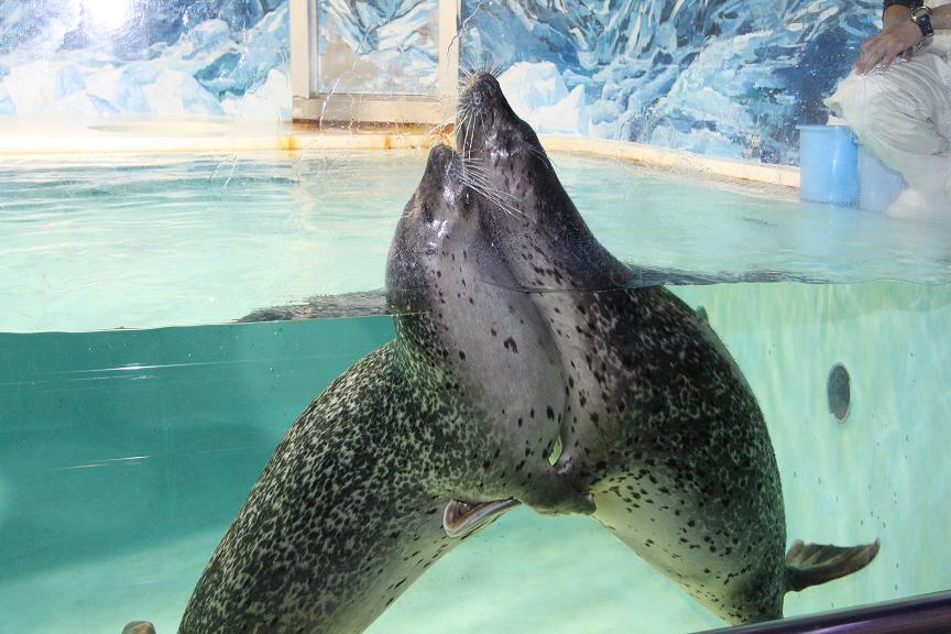 下田海中水族館