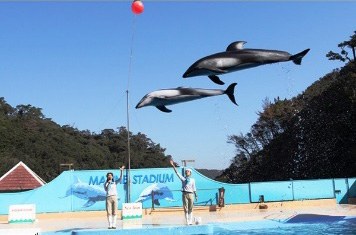 Shimoda sea aquarium 